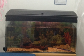Our new fish at Little Explorers Eccles